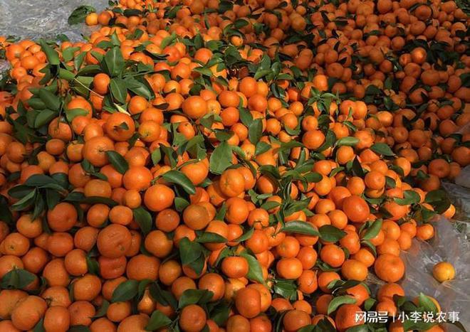 kaiyun开云网站 Kaiyun开云砂糖桔为什么又叫作“杀人桔”看完全都明白了(图2)