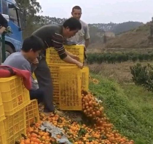 kaiyun网站沙糖桔为什么有人会叫它们为“杀人桔”呢？(图3)