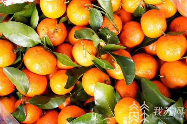 KAIYUN网页 开云com近期水果市场供应平稳价格涨跌不一春节或将小幅上涨(图3)