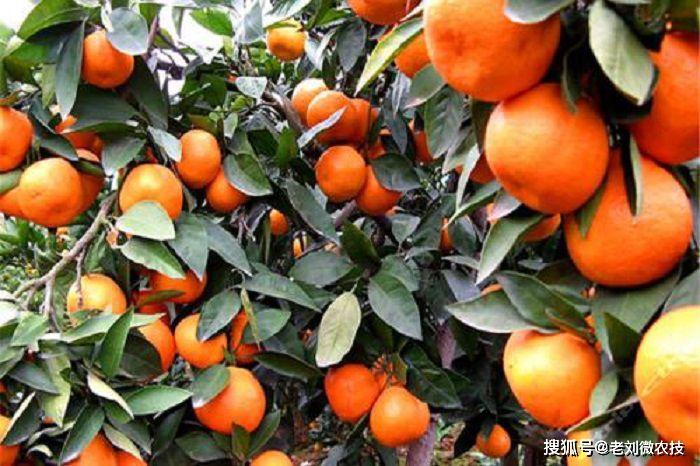 如此好吃爽口的砂糖橘为何很多果农kaiyun网站叫它为杀人橘
