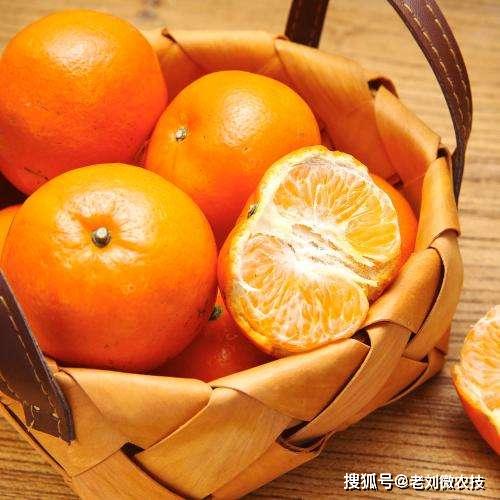 如此好吃爽口的砂糖橘为何很多果农kaiyun网站叫它为杀人橘呢？(图4)