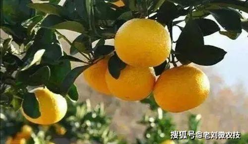 如此好吃爽口的砂糖橘为何很多果农kaiyun网站叫它为杀人橘呢？(图2)