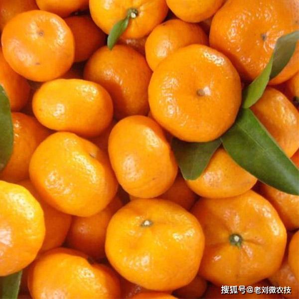 如此好吃爽口的砂糖橘为何很多果农kaiyun网站叫它为杀人橘呢？(图3)