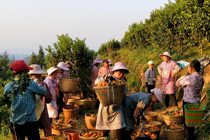 kaiyun网站“水果自由”在广西 甜蜜飘香销全国