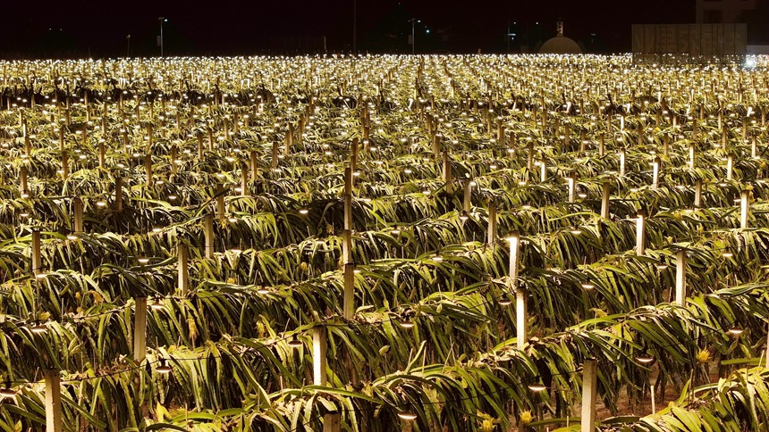 kaiyun网站“水果自由”在广西 甜蜜飘香销全国(图3)