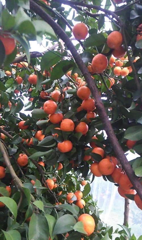 KAIYUN网页 开云com沙糖桔最新行情 沙糖桔已大量上市 地头价已降至35元每斤左右(图2)