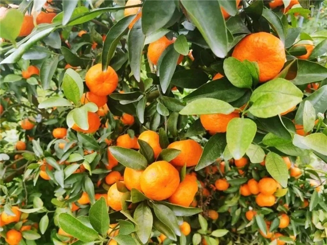 甜蜜来袭!象州沙糖桔在长三角火热上KAIYUN网页 开云com市(图3)