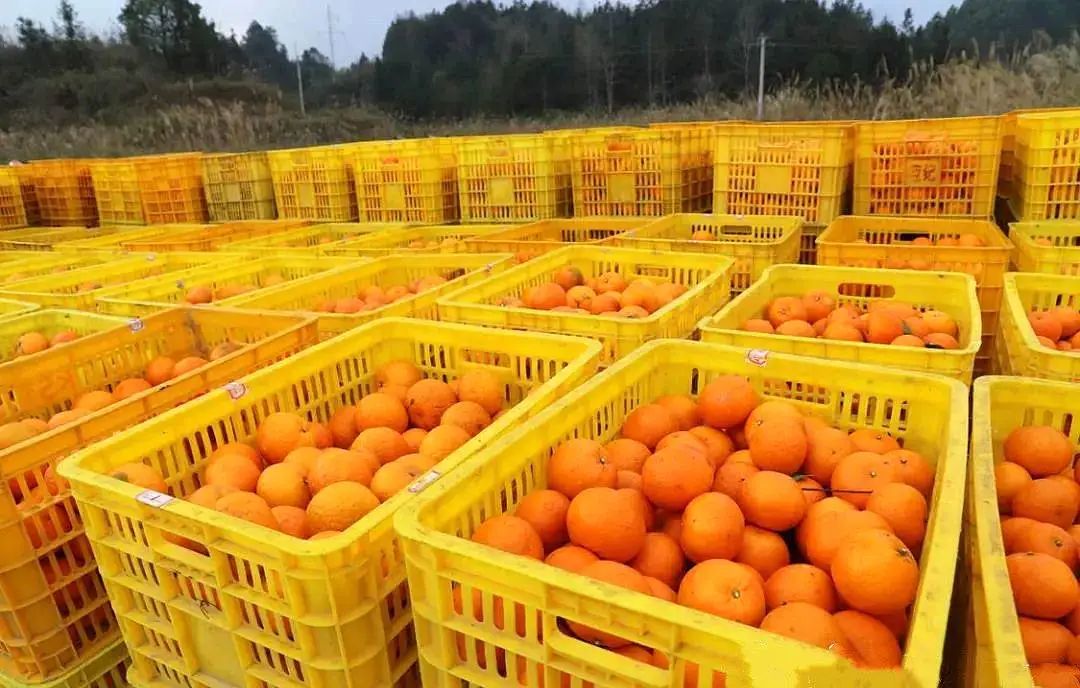 kaiyun网站水果出口实现“零的突破”！河池沃柑“甜”到越南(图2)