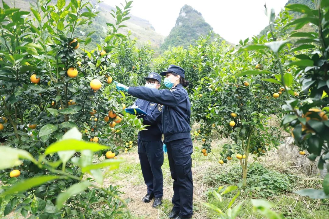 kaiyun网站水果出口实现“零的突破”！河池沃柑“甜”到越南(图3)