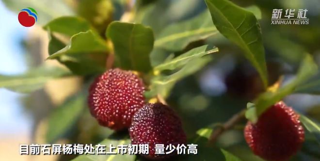 批发价266元公斤！苍南人超爱的kaiyun网站这种水果上市