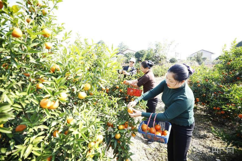 振兴“湘”村｜茶山坳：邂逅“甜蜜”砂kaiyun网站糖橘揭开