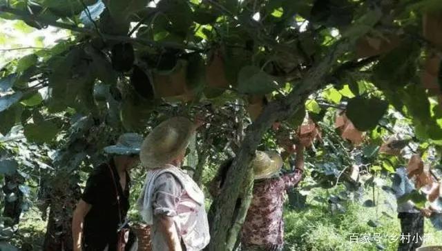 kaiyun网站8月底才成熟7月就开始上市果农：别人都早摘自己能咋办？(图3)