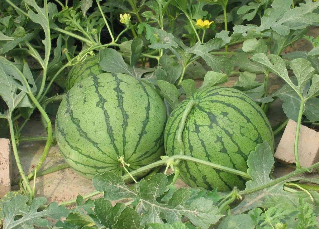 夏季水果kaiyun网站供应充足价格呈现下跌态势(图2)