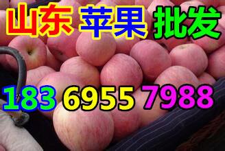 KAIYUN网页 开云com水果苹果批发价格产地(图2)
