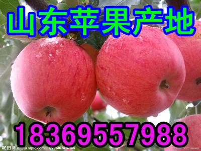 KAIYUN网页 开云com水果苹果批发价格产地(图4)