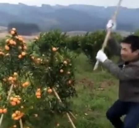 Kaiyun网址 开云果农种植沙糖桔是大丰收了反而气愤到把树都砍了！(图2)