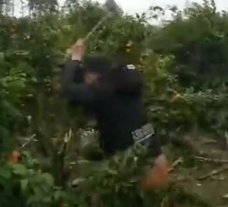 Kaiyun网址 开云果农种植沙糖桔是大丰收了反而气愤到把树都砍了！(图5)