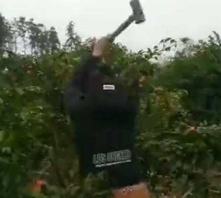 Kaiyun网址 开云果农种植沙糖桔是大丰收了反而气愤到把树都砍了！(图4)