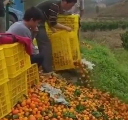 Kaiyun网址 开云果农种植沙糖桔是大丰收了反而气愤到把树