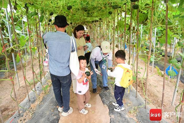 2300多种品种供参观采摘！南国Kaiyun网址 开云小记者探营三亚南繁第一口鲜采摘节(图3)