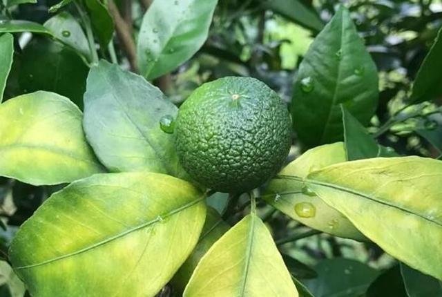 kaiyun开云网站 Kaiyun开云砂糖橘、蜜桔等柑橘表面粗糙浮皮严重柑橘浮皮果问题咋解决？(图8)