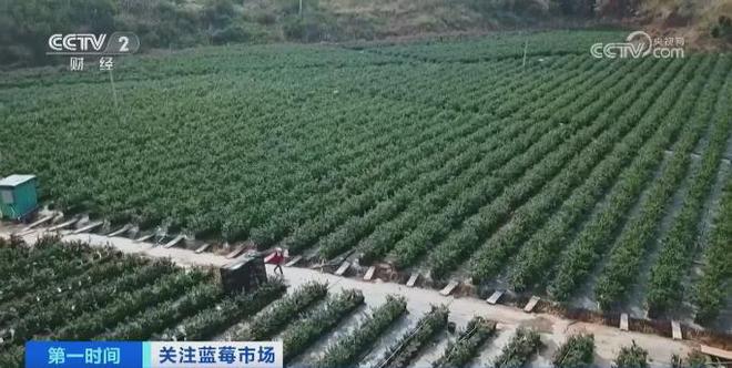 卖爆！订单增长超1600%！商家纷纷到云南“抢货”水果“销冠”是它！Kaiyun网址 开云(图4)