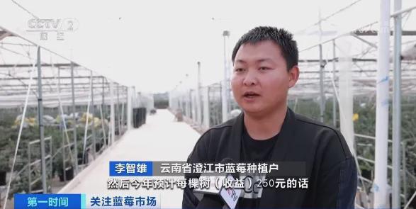 卖爆！订单增长超1600%！商家纷纷到云南“抢货”水果“销冠”是它！Kaiyun网址 开云(图12)