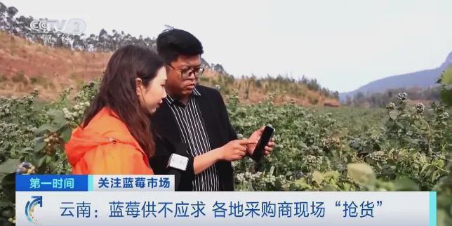 卖爆！订单增长超1600%！商家纷纷到云南“抢货”水果“销冠”是它！Kaiyun网址 开云(图8)