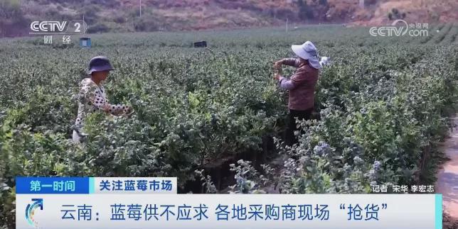 卖爆！订单增长超1600%！商家纷纷到云南“抢货”水果“销冠”是它！Kaiyun网址 开云(图7)