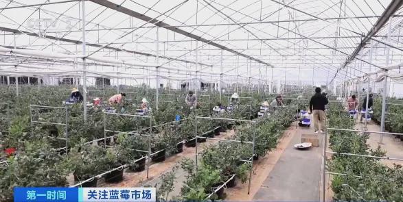 卖爆！订单增长超1600%！商家纷纷到云南“抢货”水果“销冠”是它！Kaiyun网址 开云(图11)