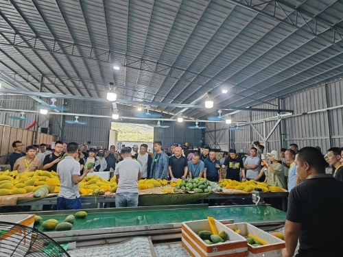 “甜蜜事业”再携手202kaiyun开云网站 Kaiyun开云4热博会产销联动让热带水果越来越热了！(图13)