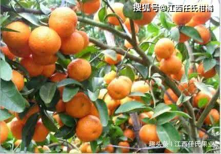 kaiyun网站沙糖桔需什么营养元素及功能呢？这些要点都掌握