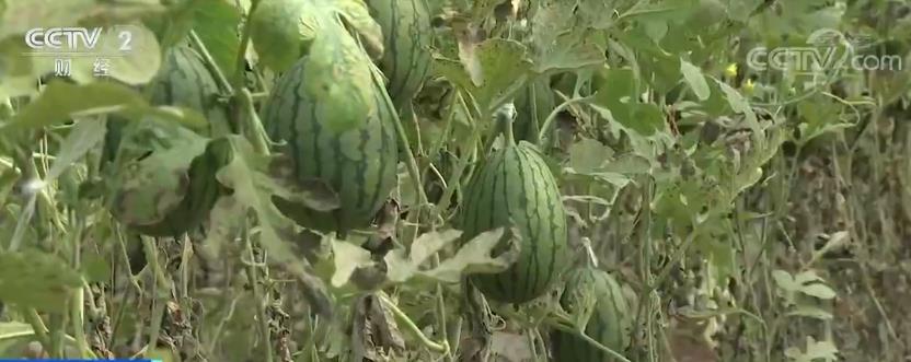 科技助力kaiyun网站产量提升 水果供应整体宽松