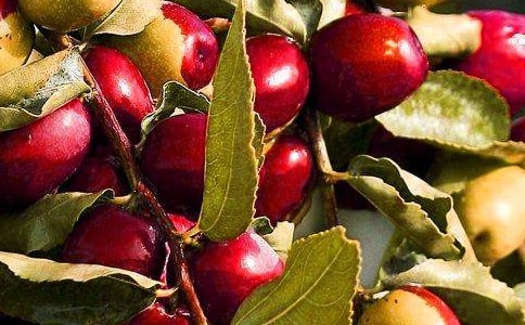 kaiyun开云网站 Kaiyun开云水果供货简单版的合同