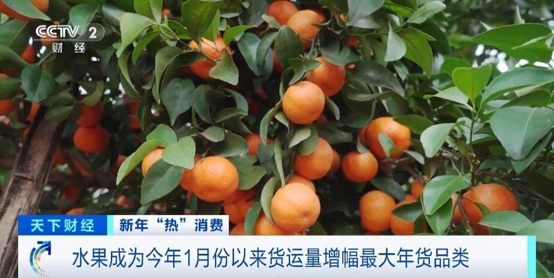 KAIYUN网页 开云com400吨广西砂糖橘运往内蒙古！新
