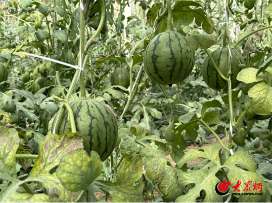 奋进春天里丨潍坊临朐：鲜果满园幸福来 “甜蜜”产业结“金果”Kaiyun网址 开云(图2)