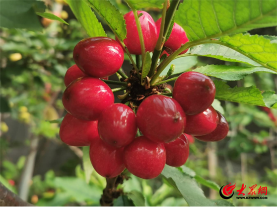 奋进春天里丨潍坊临朐：鲜果满园幸福来 “甜蜜”产业结“金果”Kaiyun网址 开云(图3)