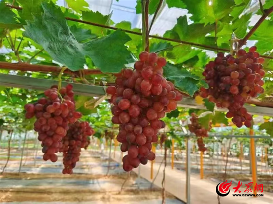 奋进春天里丨潍坊临朐：鲜果满园幸福来 “甜蜜”产业结“金果”Kaiyun网址 开云(图4)