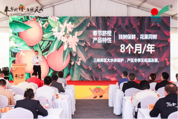 【奉节脐橙闪耀嘉兴自然天成魅力绽放】—2024奉节KAIYUN网页 开云com脐橙品牌嘉兴水果市场推介活动圆满落幕(图5)