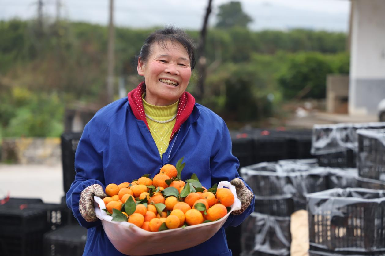 广西荔浦：小小砂糖桔托起农业人的农业梦(图2)