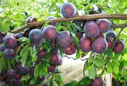 肝病不将就水果养护最补佳！快点换种吃法肝脏健康更完美(图4)