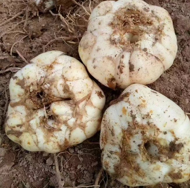 春食兰州鲜百合甜到可当水果吃！象山独有海鲜一鱼三吃处处是宝！(图3)