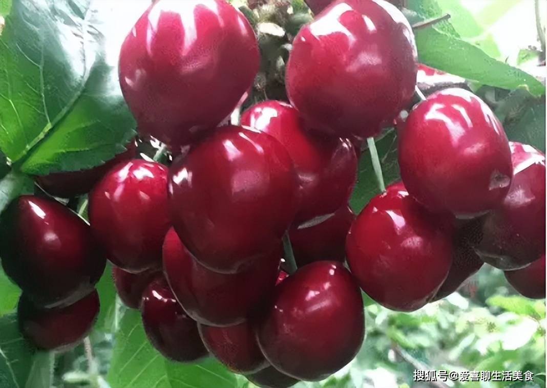 春季该吃的五大水果1清热、2开胃、3提神、4化痰、5防感冒很多人不知道！(图4)