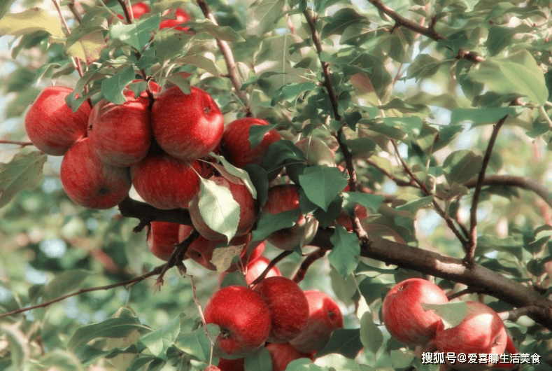春季该吃的五大水果1清热、2开胃、3提神、4化痰、5防感冒很多人不知道！(图8)