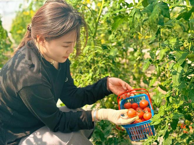 春风吹瓜果甜！宝山的小番茄新鲜上市(图2)