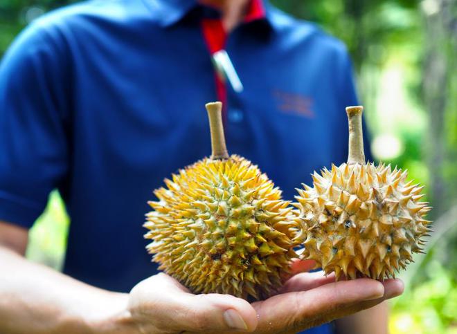 榴莲真的是水果之王吗？揭开一段榴莲在欧洲的“炒作”史