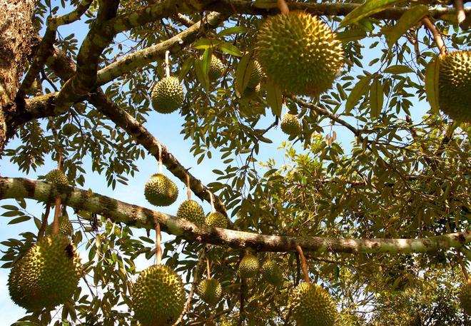 榴莲真的是水果之王吗？揭开一段榴莲在欧洲的“炒作”史(图2)