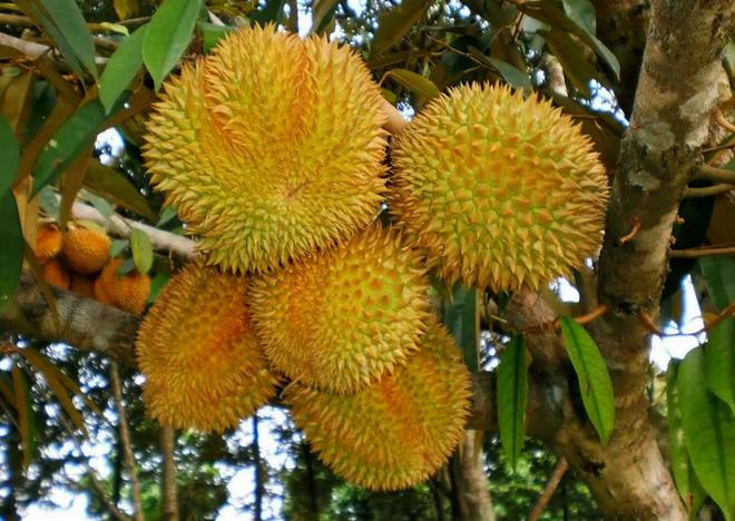 榴莲真的是水果之王吗？揭开一段榴莲在欧洲的“炒作”史(图15)
