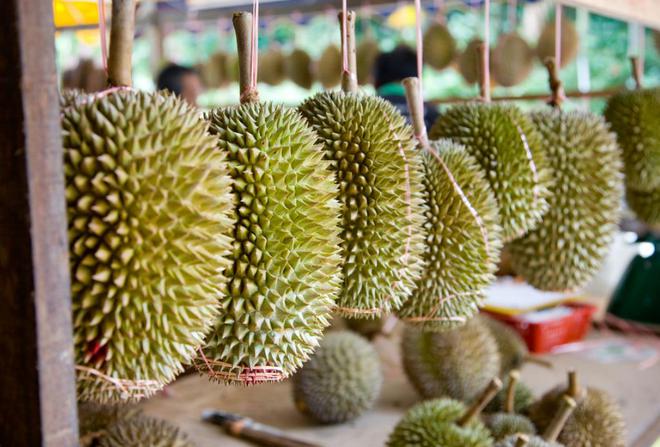 榴莲真的是水果之王吗？揭开一段榴莲在欧洲的“炒作”史(图4)