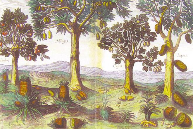 榴莲真的是水果之王吗？揭开一段榴莲在欧洲的“炒作”史(图23)